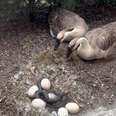 Geese Watch In Horror As Intruder Ransacks Nest — Then A Hero Steps In