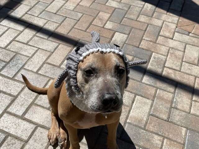 Shelter's Longest Resident Watches Everyone Walk Past Her At Adoption Event