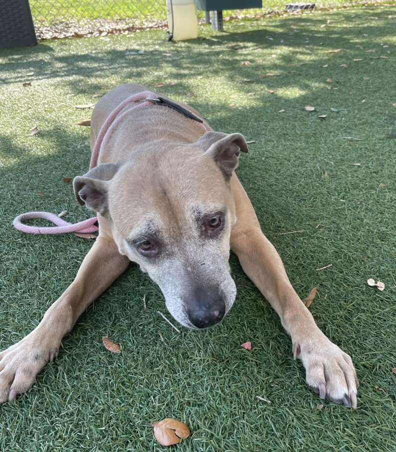 Shelter's Longest Resident Watches Everyone Walk Past Her At Adoption Event