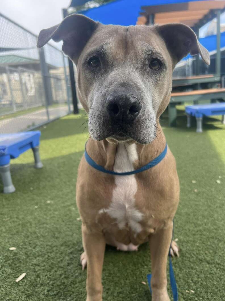 Shelter's Longest Resident Watches Everyone Walk Past Her At Adoption Event
