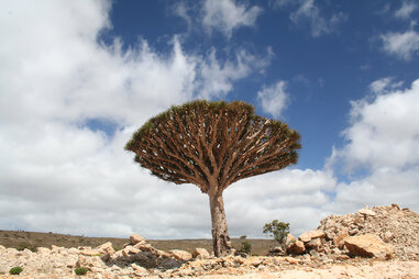 Dracaena cinnabari tree that produced khat leaves