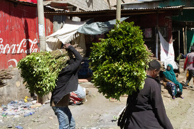 Khat sellers carrying large bundles of khat in Aweday, Ethiopia
