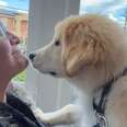 Foster Puppy Won't Do Stairs Until His Brother Shows Him How