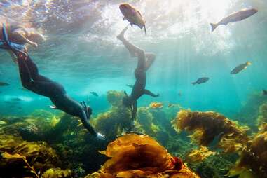 scuba diving at casino point dive park in avalon on catalina island