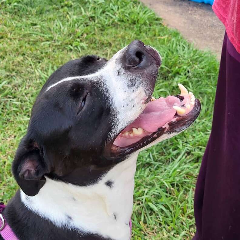 shelter dog smiling