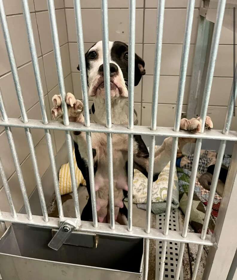 dog in shelter