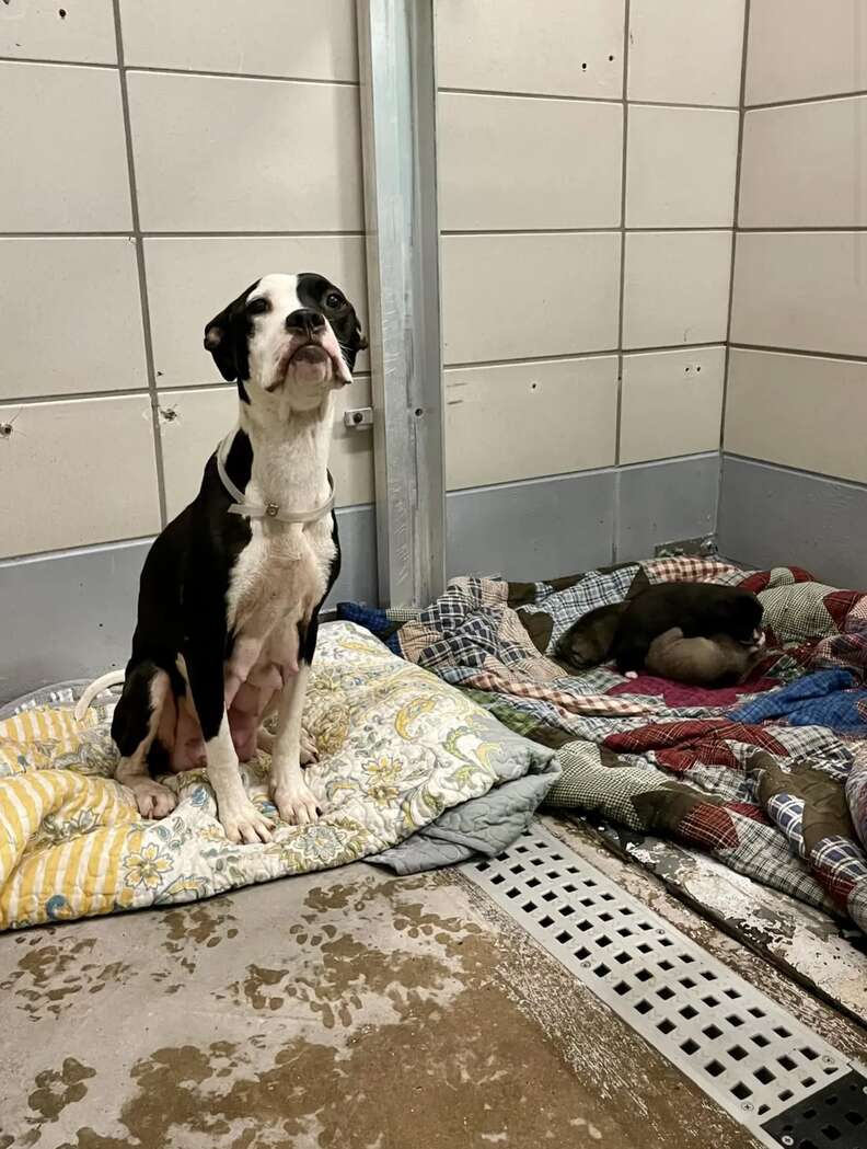 dog in shelter with her puppies