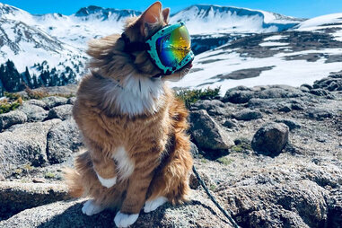 liebchen travels cat