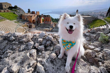 Coco the Traveling Samoyed