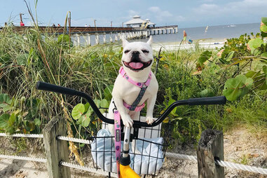 Lola the Terrible dog