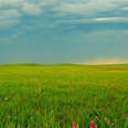 Rain clouds in sky and large field of tallgrass and wildflowers in foreground