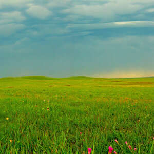 Rain clouds in sky and large field of tallgrass and wildflowers in foreground