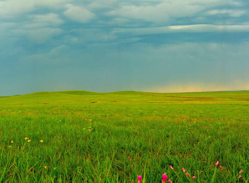 Rain clouds in sky and large field of tallgrass and wildflowers in foreground