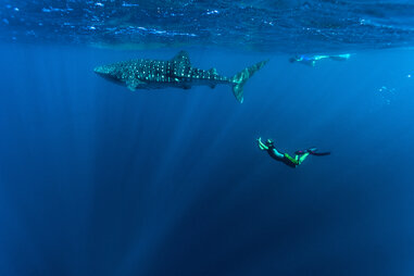 whale shark swim ningaloo reef coral coast