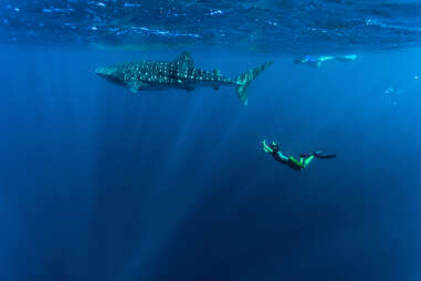 whale shark swim ningaloo reef coral coast 