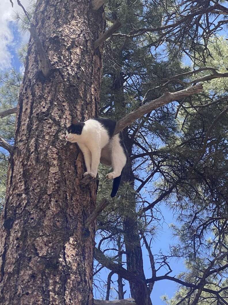 Cat s Attempt At Tree Climbing Goes Awkwardly Awry The Dodo