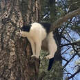 Cat's Attempt At Tree Climbing Goes Awkwardly Awry