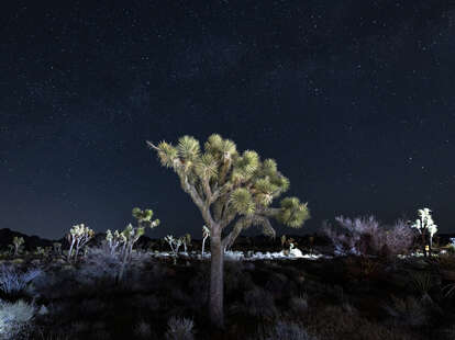 Joshua Tree national park