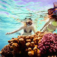 coral reef snorkeling