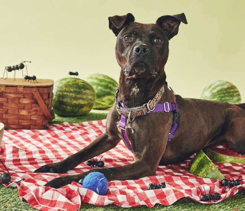 dog at picnic 