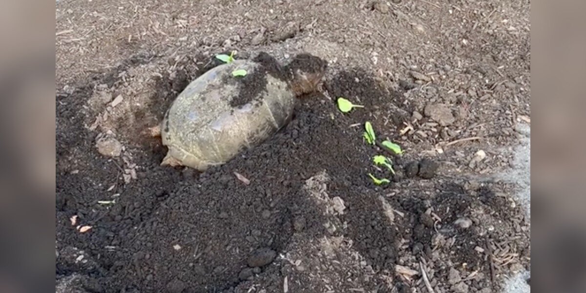 Family Sees Snapping Turtle In Compost Pile — Then Realizes She Left 38 Surprises