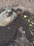 Family Sees Snapping Turtle In Compost Pile — Then Realizes She Left 38 Surprises