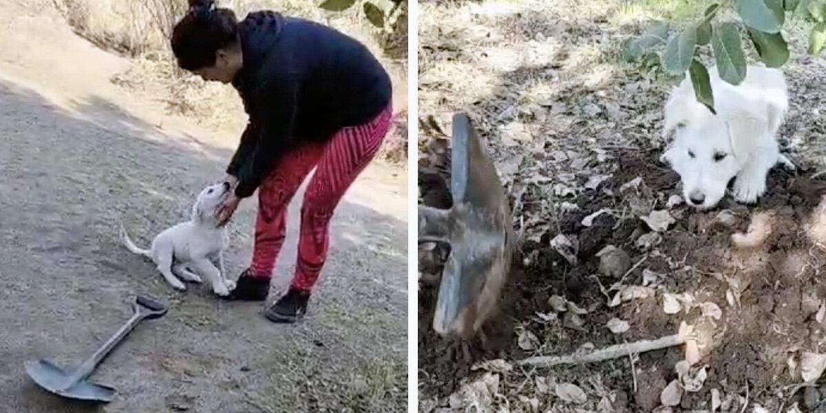 Angel' Puppy Appears Out Of Nowhere As Family Lays Their Dear Old Dog To Rest - The Dodo