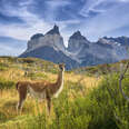 Guanaco at Torres del Paine