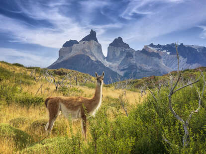 Guanaco at Torres del Paine