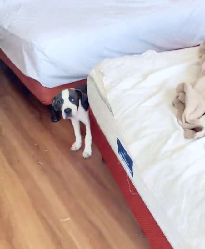 Pit bull puppy sticking head out between beds