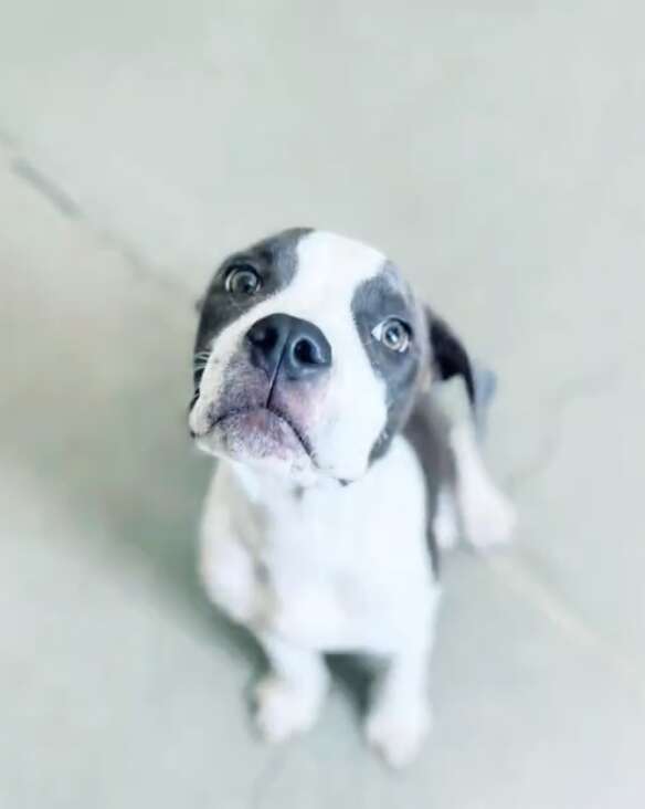 Pit bull pup sitting on ground