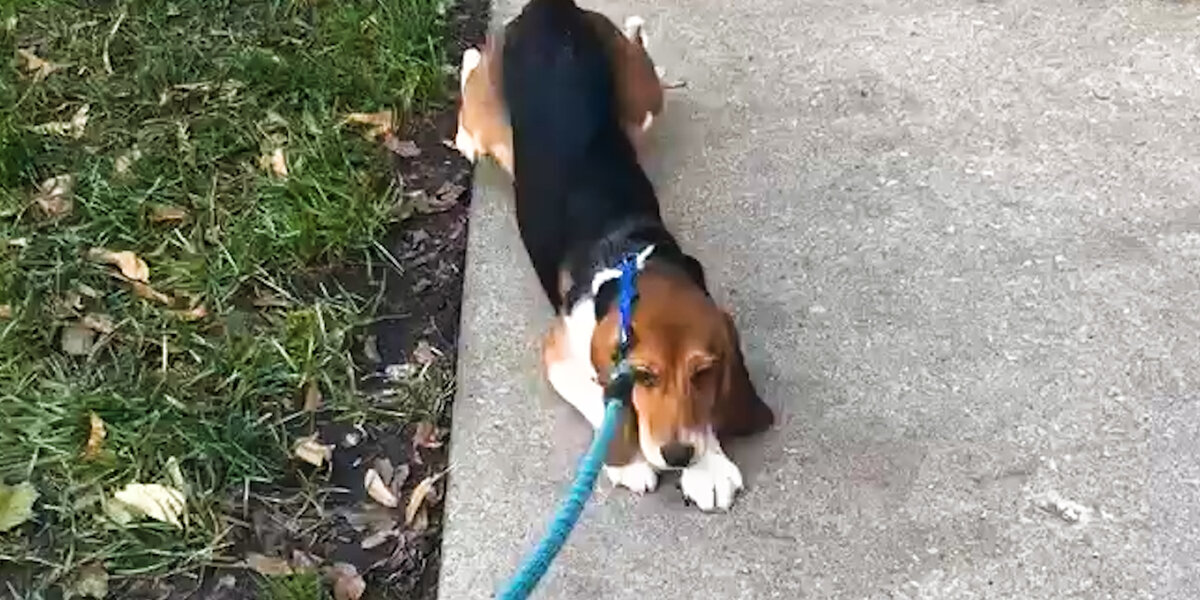 Beagle Rescued From Lab Learns To Love Walking Outside - Videos - The Dodo