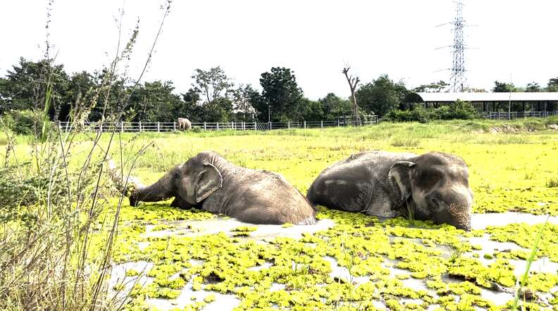 elephants