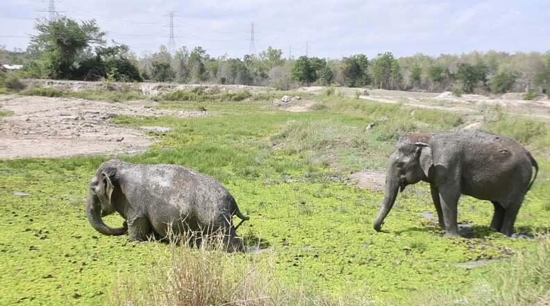 elephants