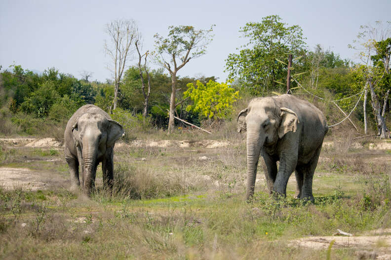 elephants