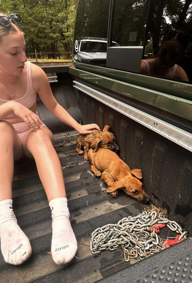 Girl sitting next to puppies in truck bed