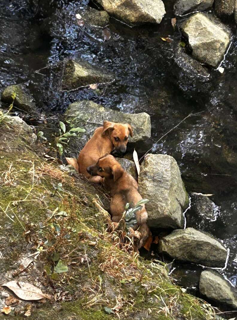 Puppies stuck in water