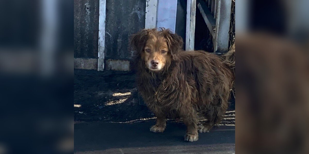Dog Left Behind At Auto Body Shop Looks Completely Different Now