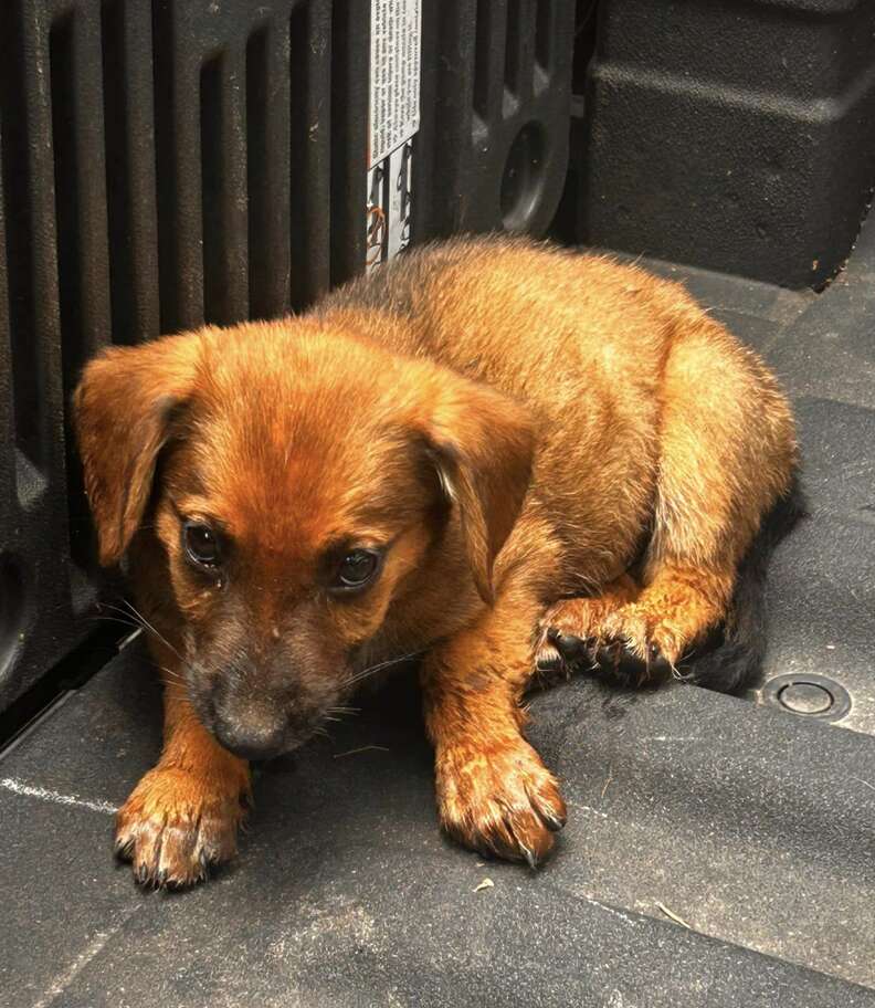 Dog in truck bed