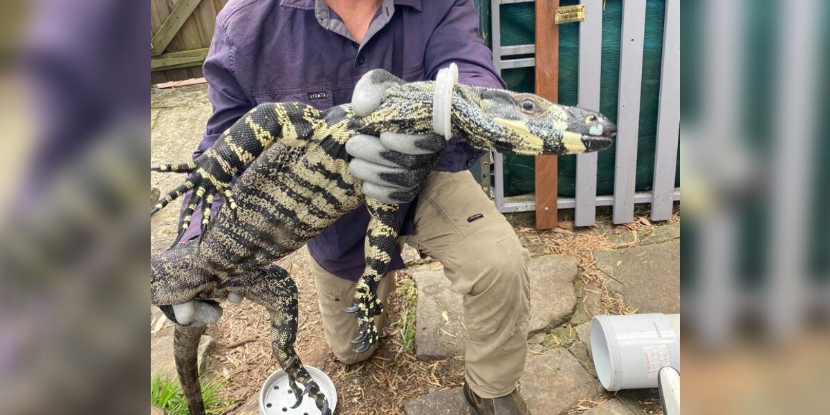 Rescuer Spots A Giant Lizard With Something Strange Around His Neck - The Dodo