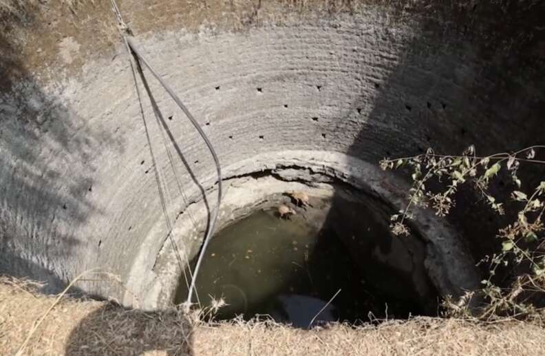 animals at bottom of well 