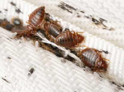 Bedbugs colony on the mattress cloth closeup hotels