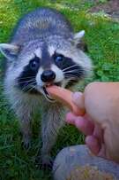 Wild Hearts cover art