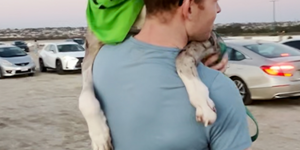 Adoption Day - The Dodo