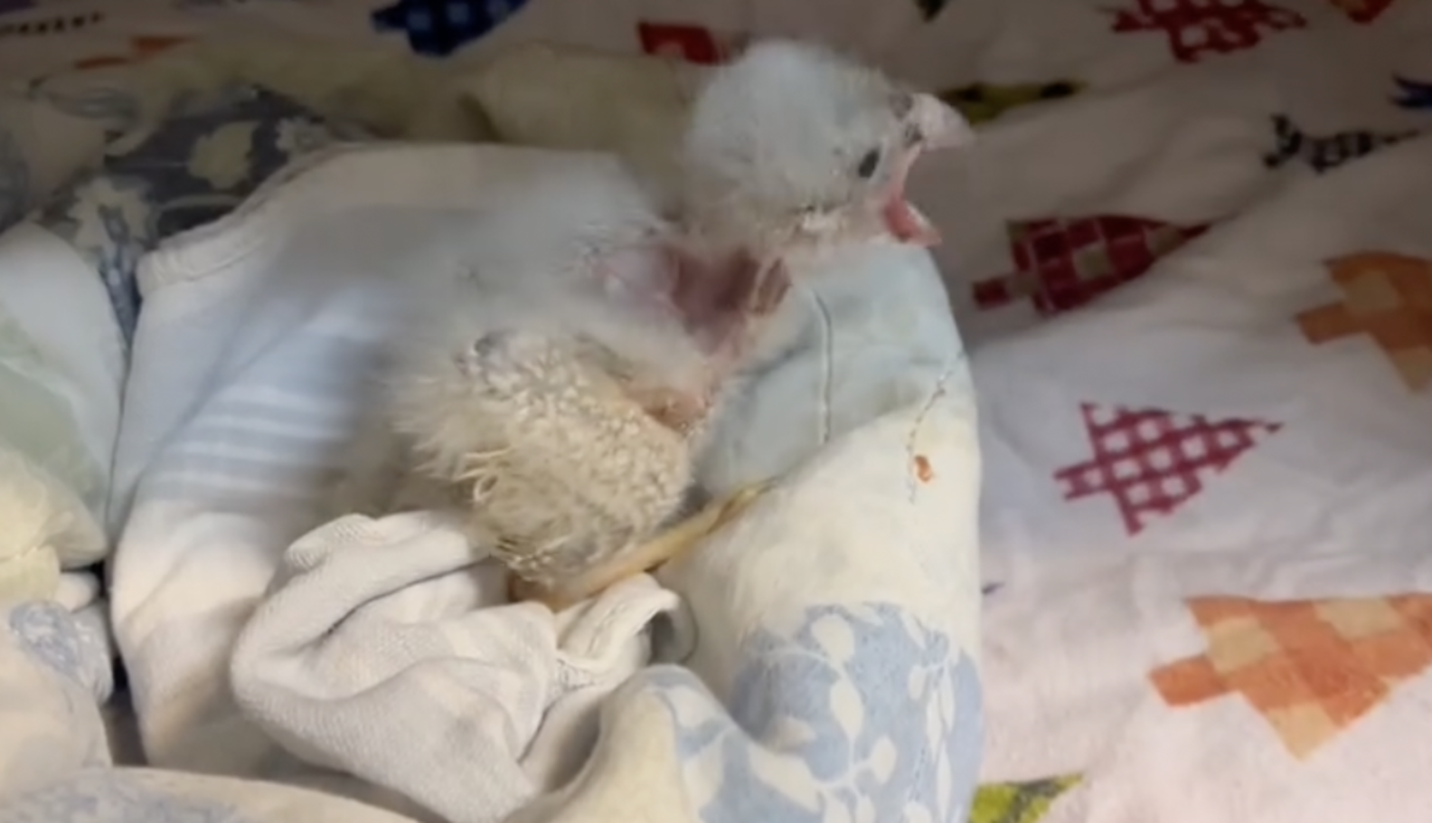 Orphaned Baby Raptor Has No Idea His 'Mom' Isn't Real - The Dodo