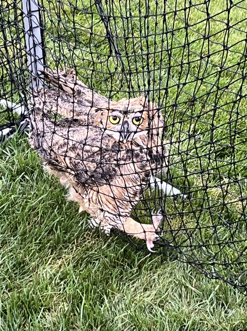 owl in netting 