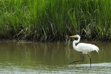 Edwin B. Forsythe National Wildlife Refuge