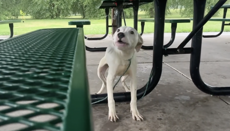 Puppy Left Tied To Picnic Bench Begs For Someone To Save Him - The Dodo