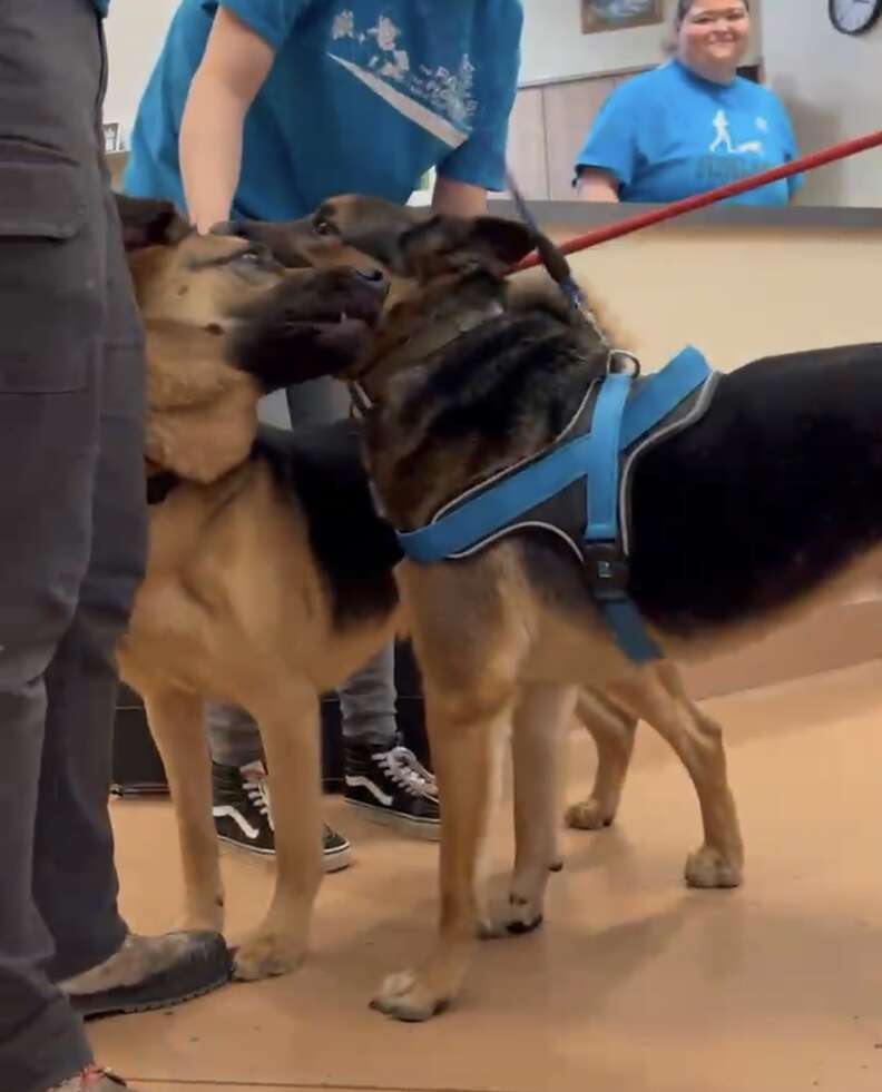 Two German shepherds sniffing each other