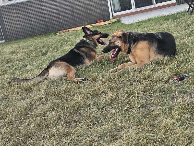 Two German shepherds sitting on grass